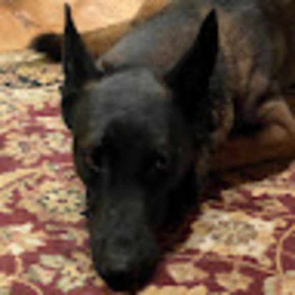 Meet your Posher, Shadow - Picture 1 of 1